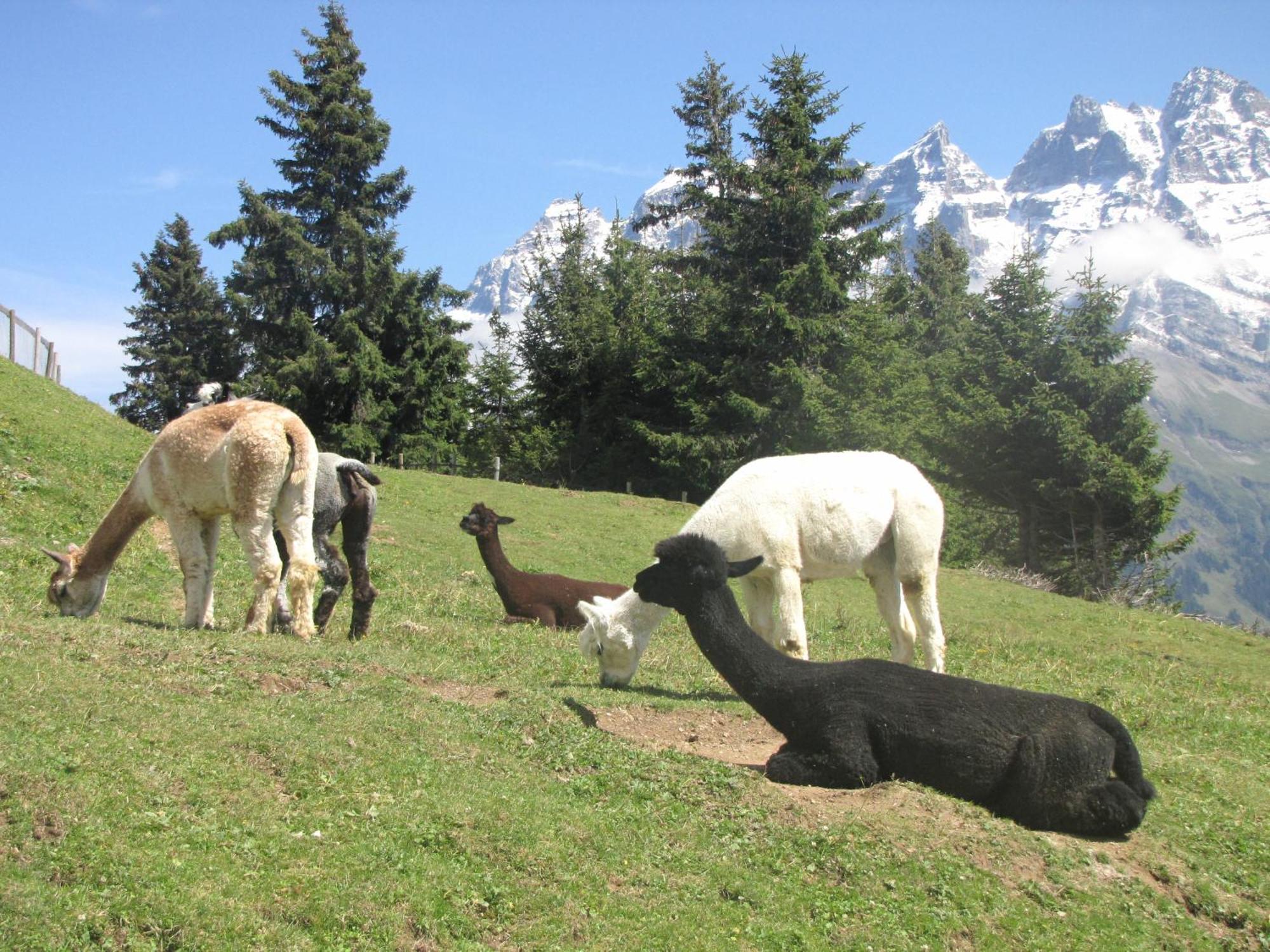 Hotel-Restaurant Le Relais Panoramique Les Crosets ภายนอก รูปภาพ